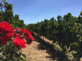 Südafrika: Luxuriös die Weinregionen entdecken Part 2