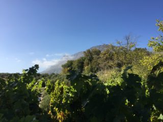 South Africa: travel luxuriously through the wine region Part 3