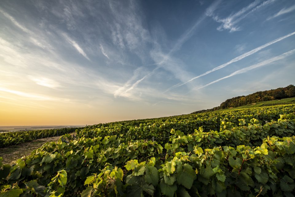 vineyard from Laurent-Perrier